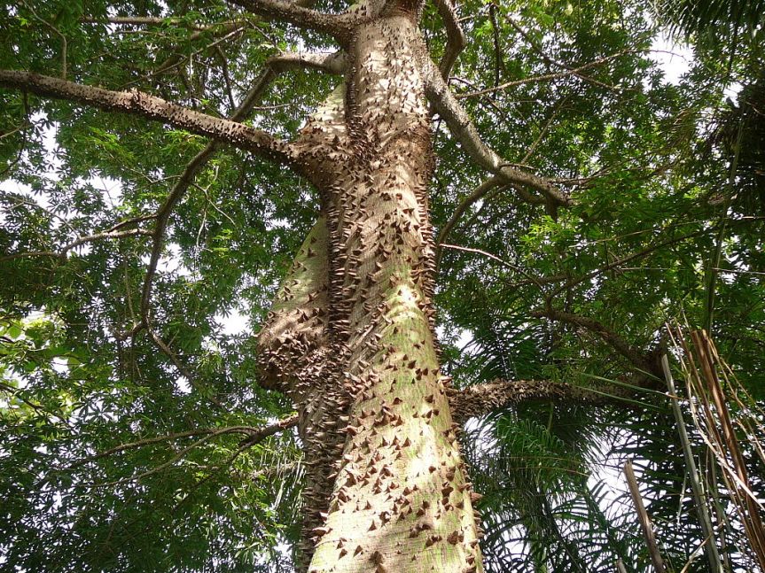 Strangler Fig Ceiba pentandra